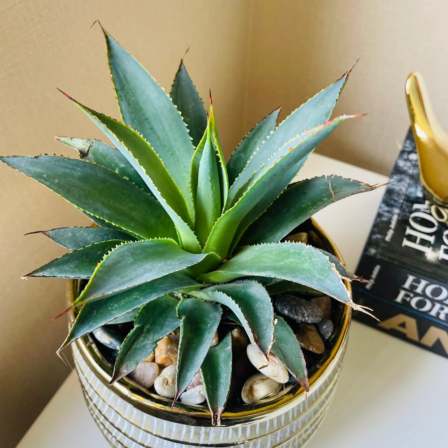 Agave Afterglow en maceta M