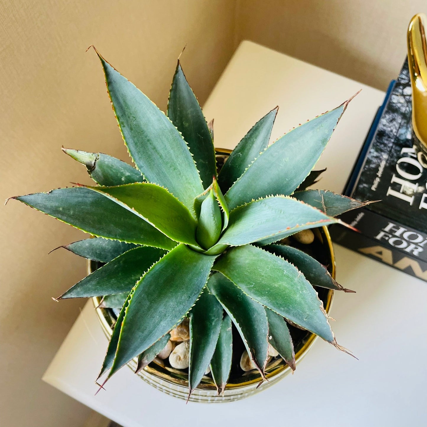 Agave Afterglow en maceta M