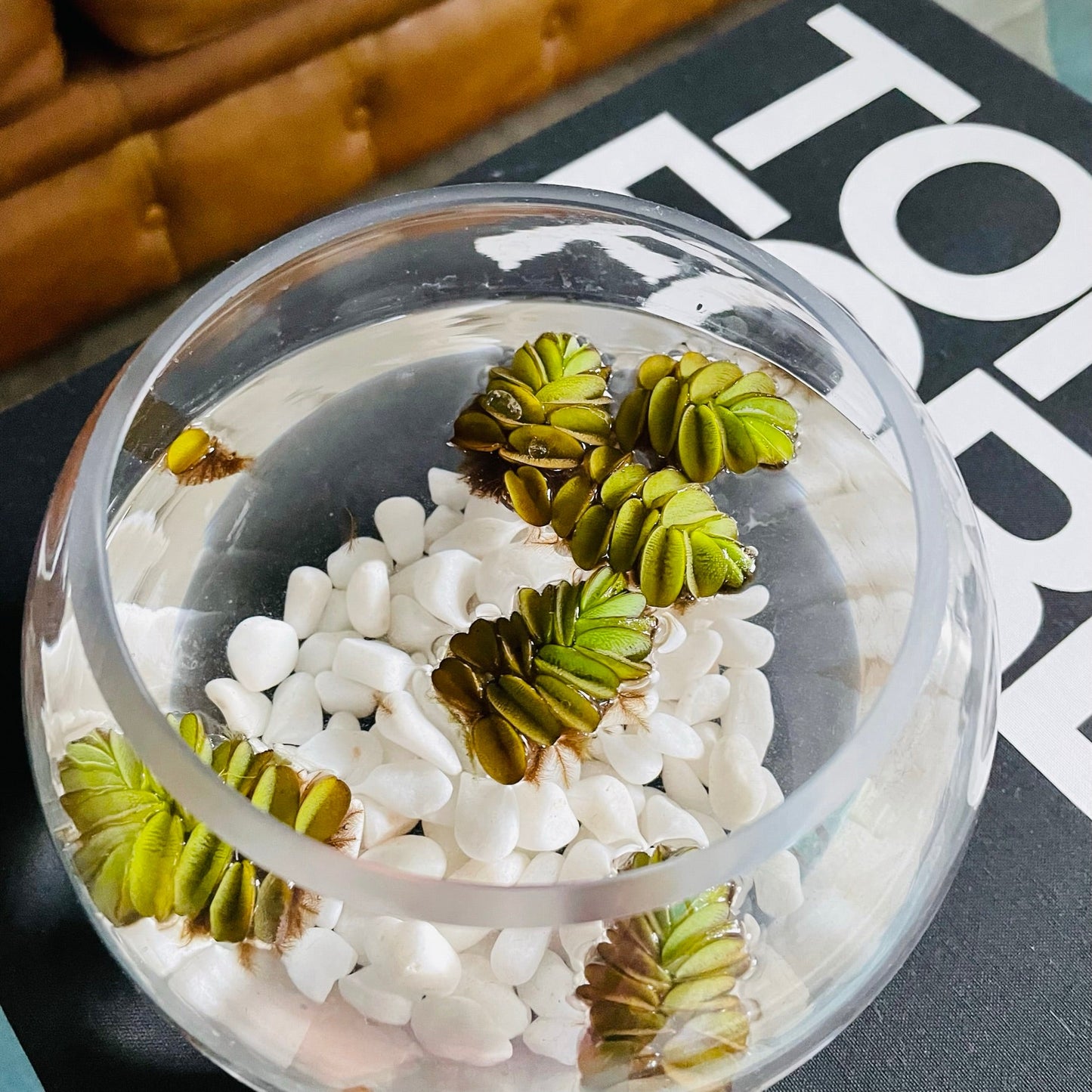 Salvinia Natans en pecera de vidrio