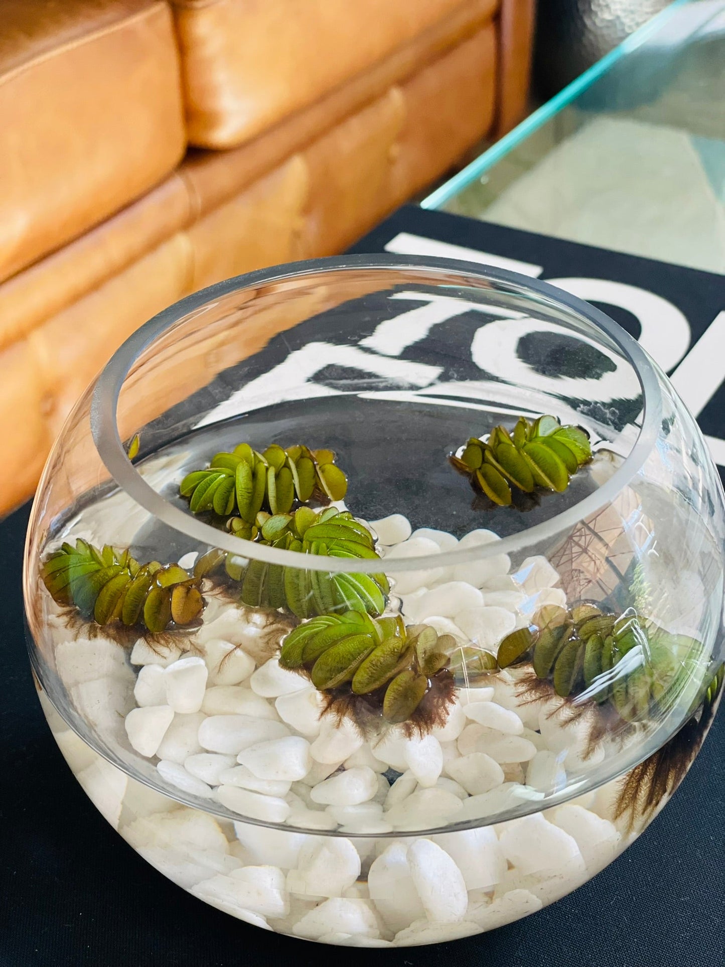 Salvinia Natans en pecera de vidrio