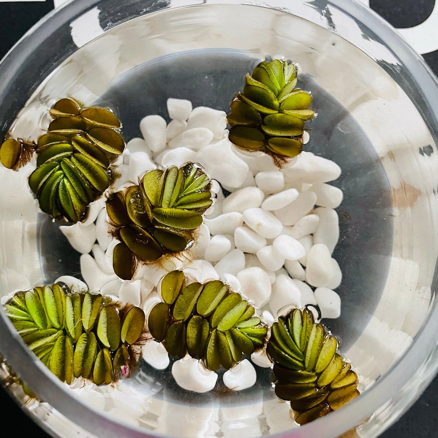Salvinia Natans en pecera de vidrio