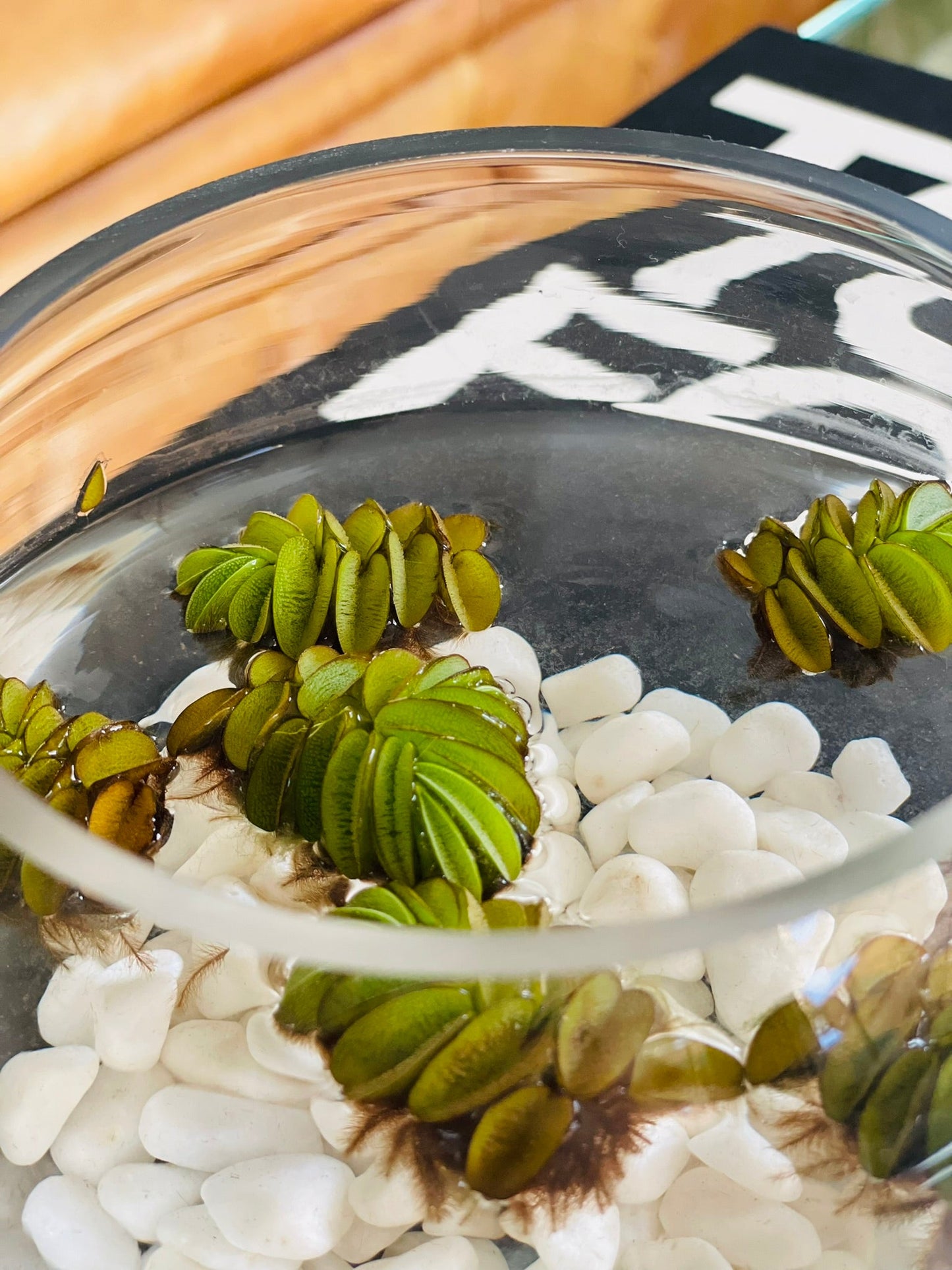 Salvinia Natans en pecera de vidrio